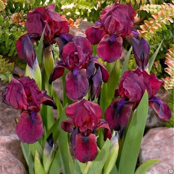 Ирис карликовый Черри Гарден (Iris pumila Cherry Garden) С2
