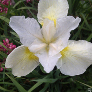 Ирис Сибирский Нот Куайт Вайт (Iris Not Quite White.) 5л 