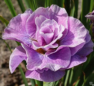 Ирис сибирский Пинк Парфайт (iris sibirica Pink Parfait) С3 