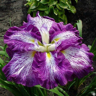 Ирис мечевидный Несса Но Маи ( Iris ensata Nessa No Mai ) 3л 
