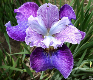 Ирис сибирски Роаринг Джелли (Iris sibirica Roaring Jelly) С2 NEW! #1