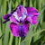 Ирис сибирски Роаринг Джелли (Iris sibirica Roaring Jelly) С2 NEW! #2