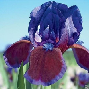 Ирис карликовый Дэринг Ду ( Iris pumila Daring Do ) 2л 