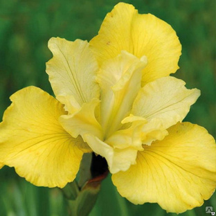 Ирис сибирский Саммер Ревелс (iris sibirica Summer Revels) С2 