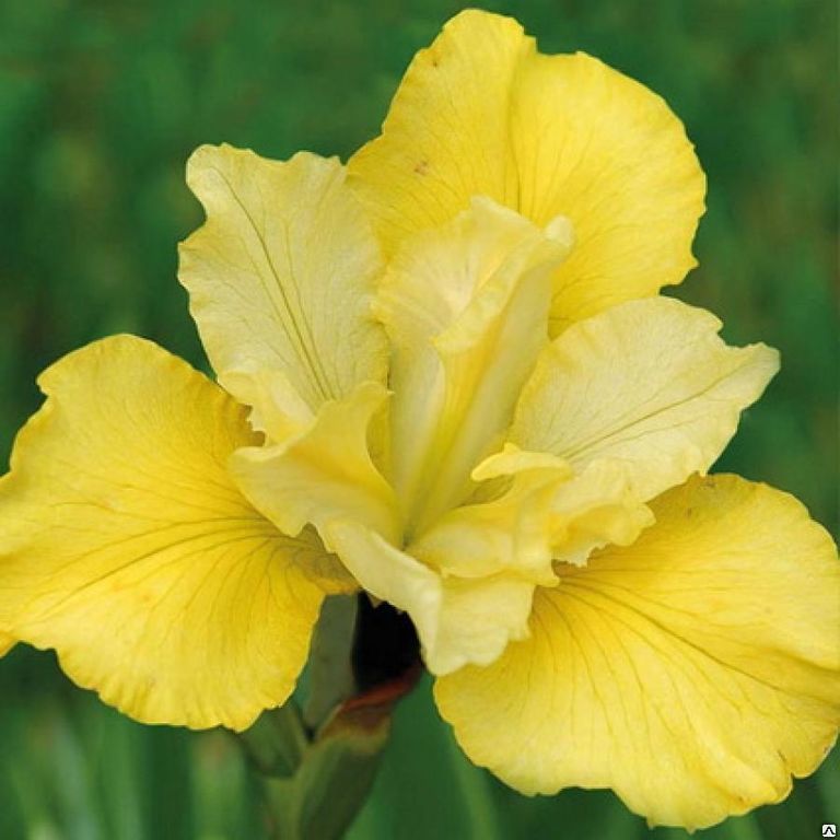 Ирис сибирский Саммер Ревелс (iris sibirica Summer Revels) С2