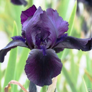 Ирис карликовый Банбури Раффлс (Iris pumila Banbury Ruffles) окс 