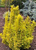 Барбарис Тунберга Мария (Berberis thunbergii Maria) 5л штамб 80 см #2