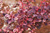 Барбарис Тунберга Арлекин (Berberis thunbergii Harlequin) 5л 40-60 #1