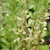 Барбарис тунберга Поувов (Berberis thunbergii Pow Wow), 30-50 см, С3. #1