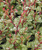 Барбарис тунберга Пау Вау (Berberis thunbergii Pow Wow) 5 л 40-60см #2