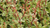 Барбарис тунберга Пау Вау (Berberis thunbergii Pow Wow) 5 л 40-60см #4