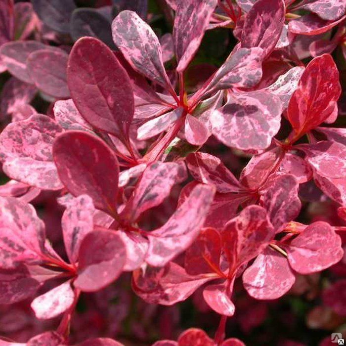 Барбарис тунберга Роуз Глоу Berberis thunbergii Rose Glow купить в СПБ ...