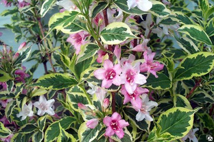 Вейгела цветущая Вариегата (Weigela florida Variegata) С5 60-80см #1