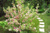 Вейгела цветущая Вариегата (Weigela florida Variegata) С5 60-80см #2