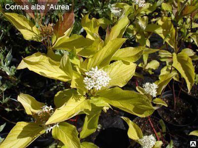 Дерен белый Ауреа (Cornus alba Aurea) С8-С10 80-100см