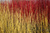 Дерен отпрысковый Флавирамеа (Cornus stolonifera Flaviramea) 15 л контейнер 100-120 желтый ствол зимой! #1