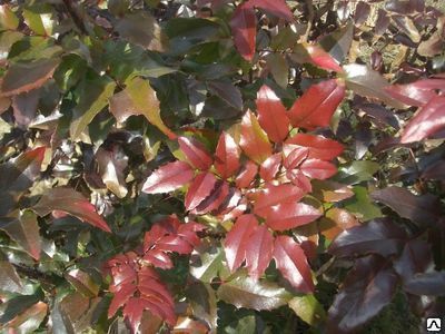 Магония падуболистная (Mahonia aquifolia) 10л 60-70 см. 2