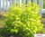 Пузыреплодник калинолистный "Лютеус" (Physocarpus opulifolius)С5,100-120см #1