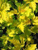 Пузыреплодник калинолистный Лютеус (Physocarpus opulifolius) 7 - 7л контейнер 80-100см #2