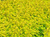 Пузыреплодник калинолистный Лютеус (Physocarpus opulifolius) 7 - 7л контейнер 80-100см #3