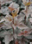 Пузыреплодник калинолистный Диаболо (Physocarpus Diablo) 7,5 л 100-120 см #2