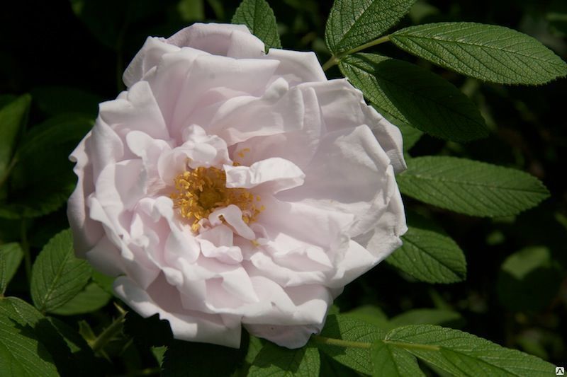 Роза ругоза Сноу Пейвмент (Rosa rugosa Snow Pavement)С7.5 60-80см