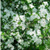 Боярышник колючий обыкновенный сглаженный дерево (Crataegus laevigata) 10-15л 160-180см крупномер #2