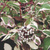 Дерен белый Сибирика вариегата (Cornus alba Sibirica Variegata) 10 л контейнер 80-100 см #1