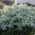 Дерен белый Сибирика вариегата (Cornus alba Sibirica Variegata) 10 л контейнер 80-100 см #2