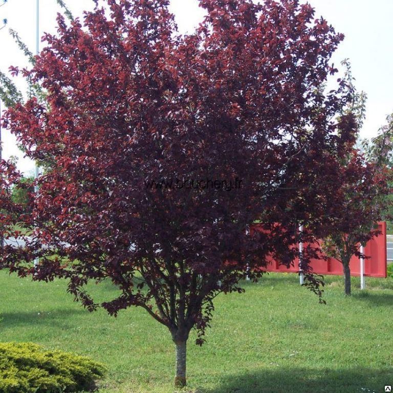 Черемуха виргинская Шуберт (Prunus virginiana Shubert) 10 л контейнер 140-160 см