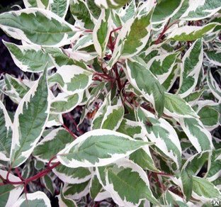 Дерен белый Элегантиссима (Cornus alba Elegantissima) 5-7,5 л контейнер, 100-120 см 