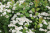 Спирея березолистная Тор (Spiraea betulifolia Tor) 7.5л 60-80см #1