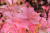 Спирея березолистная Тор (Spiraea betulifolia Tor) 7.5л 60-80см #2