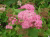 Спирея японская Фробели (Spiraea japonica «Froebelii») С7 60-80 #2