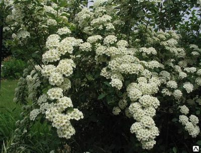 Спирея Вангутта Spiraea ×vanhouttei С3-С5 40-60 см купить в СПБ