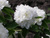 Чубушник Помпон (Philadelphus 'Pompon') садовый жасмин 5-7.5л 120-150см #2