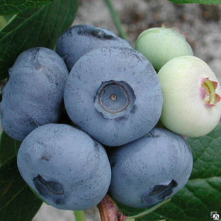 Голубика Сиерра (Vaccinium corymbosum Sierra) 7.5л, цена в Санкт-Петербургеот компании Вилла-планта (садовый центр и питомник растений, ландшафтноебюро)