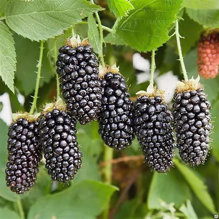 Ежевика кустистая Карака Блек (Rubus fruticosa Karaka Black) 3л 60-90