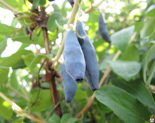 Жимолость съедобная Голубое веретено (Lonícera caeruléa) С3