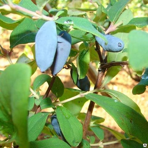 Жимолость синяя съедобная Успех (Lonícera caeruléa) С2-С3
