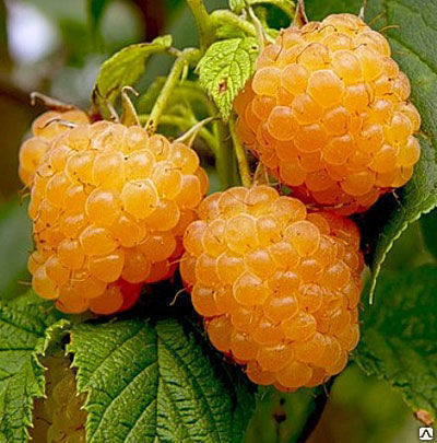 Малина Желтый Гигант (Rubus idaeus) 5-8л