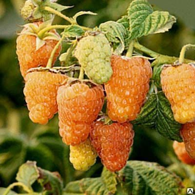 Малина ремонтантная Оранжевое чудо (Rubus idaeus) 2л