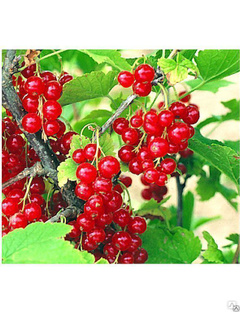 Смородина красная Ненаглядная (Ribes rubrum) или Андрейченко 3л 3-хлетка 