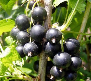 Смородина черная Вологда (Ribes nigrum Vologda) 3л 3-хлетка 