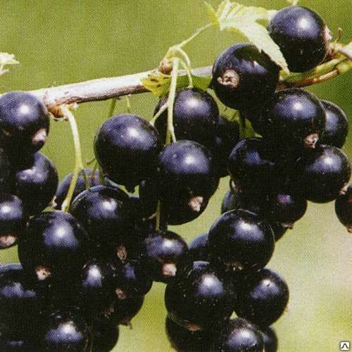 Смородина черная Велой (Ribes nigrum) 3-5л 3-хлетка
