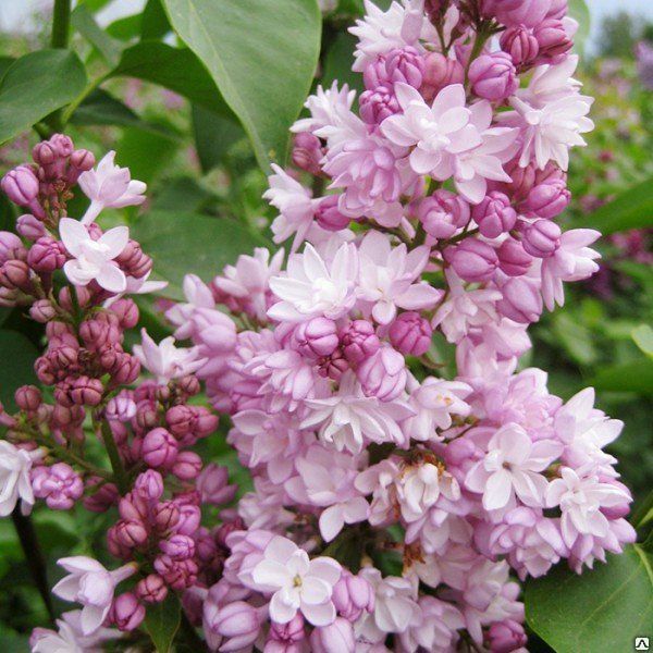 Сирень гиацинтовая Фантазия (Syringa hyacinthiflora Fantasy) 7л 40-60 см