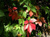 Виноград девичий пятилисточковый(Parthenocíssus quinquefolia)С50, 200-300см #1