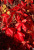 Виноград девичий пятилисточковый(Parthenocíssus quinquefolia)5 л 40-60 см #2