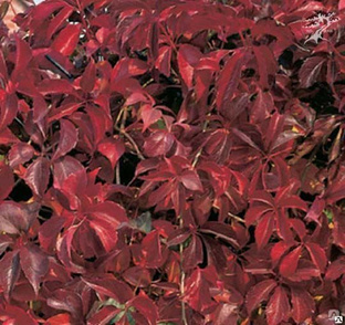 Виноград пятилисточковый Мурорум (Parthenocissus quinquefolia 'Murorum) 5л, 180-200 см 