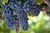 Виноград Зильга (Vitis vinifera x labrusca Zilga ) 10 литров контейнер #1